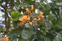 Erythrina umbrosa